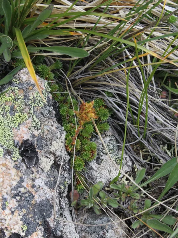 Caucasian saxifrage