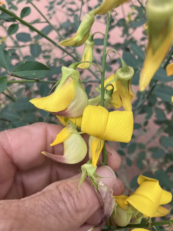 Кроталярія лабурнолиста