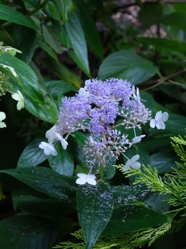 Amami Oshima Hydrangea