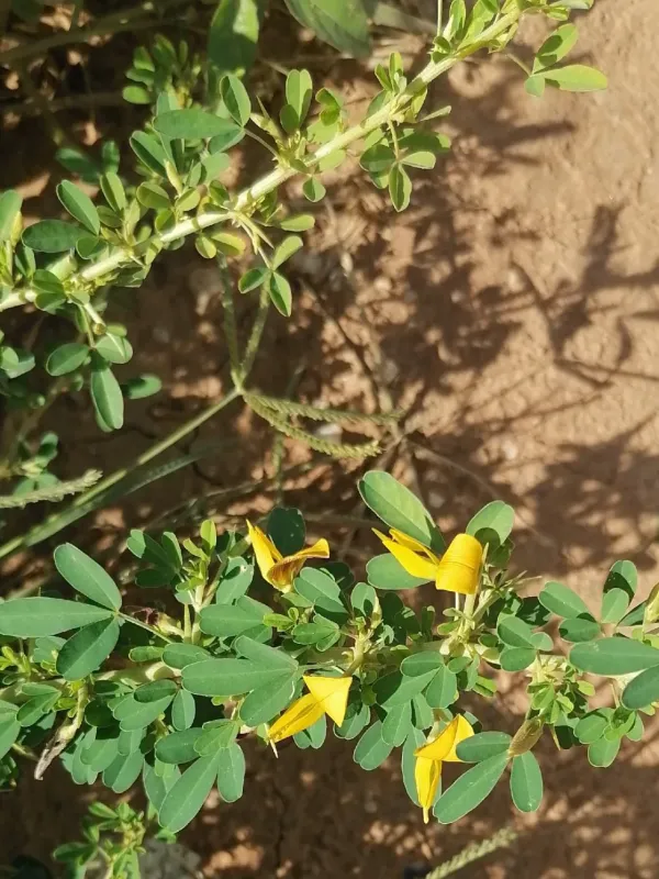 Crotalaria aculeata