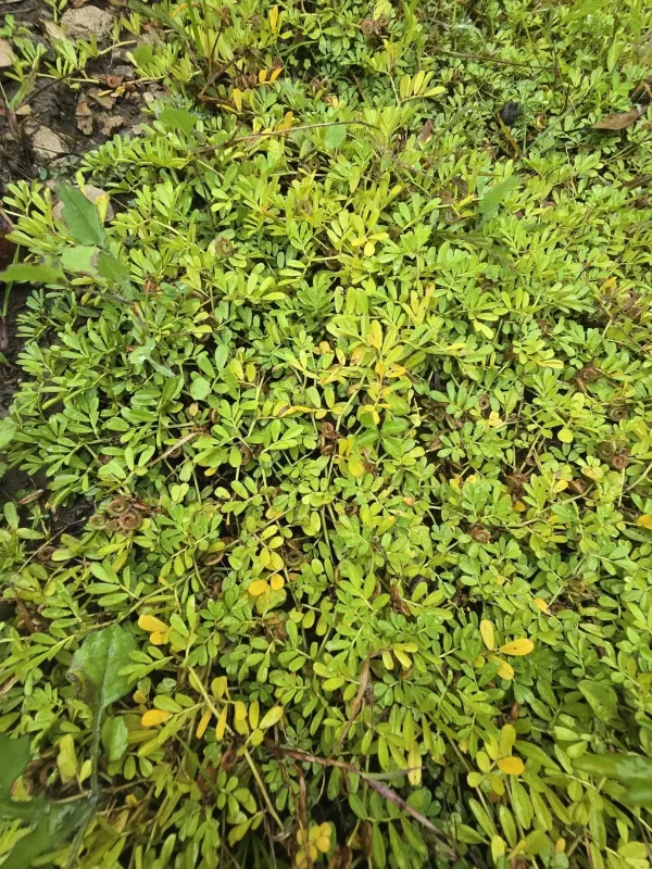 Indigofera circinella