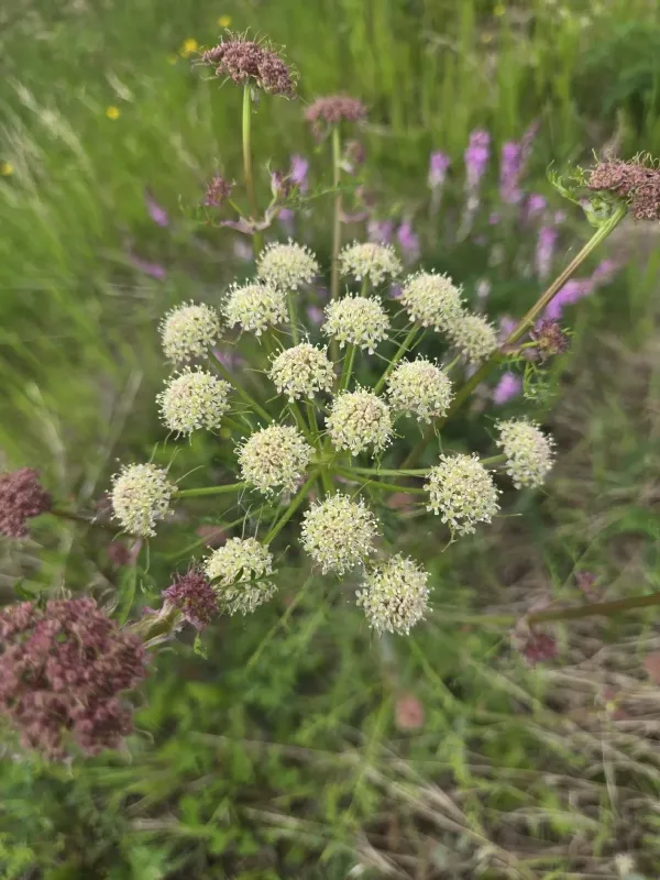 Cnidium cnidiifolium