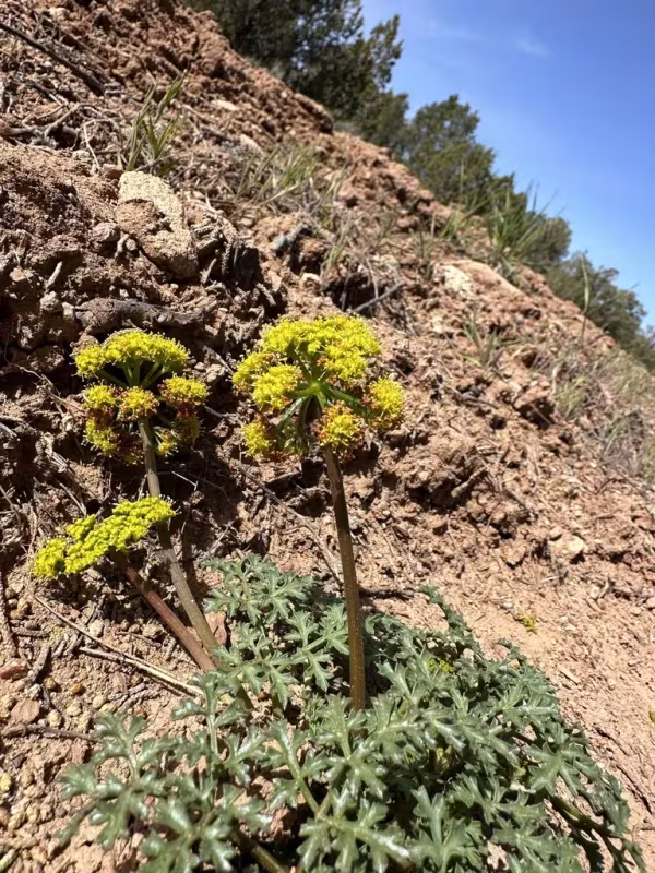 Cymopterus purpureus