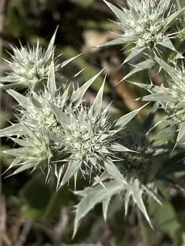 Blue thistle