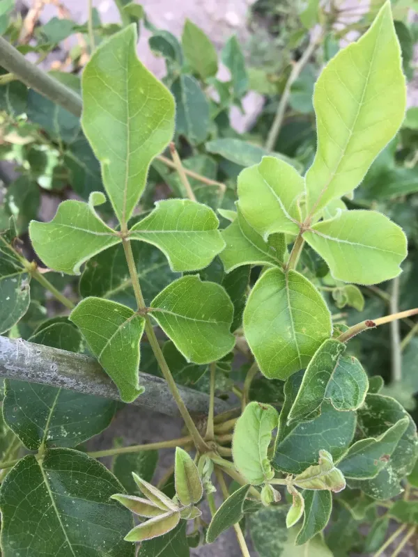 Commiphora edulis