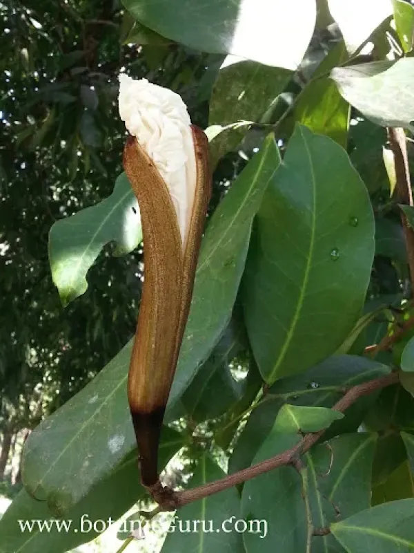 Baikiaea insignis