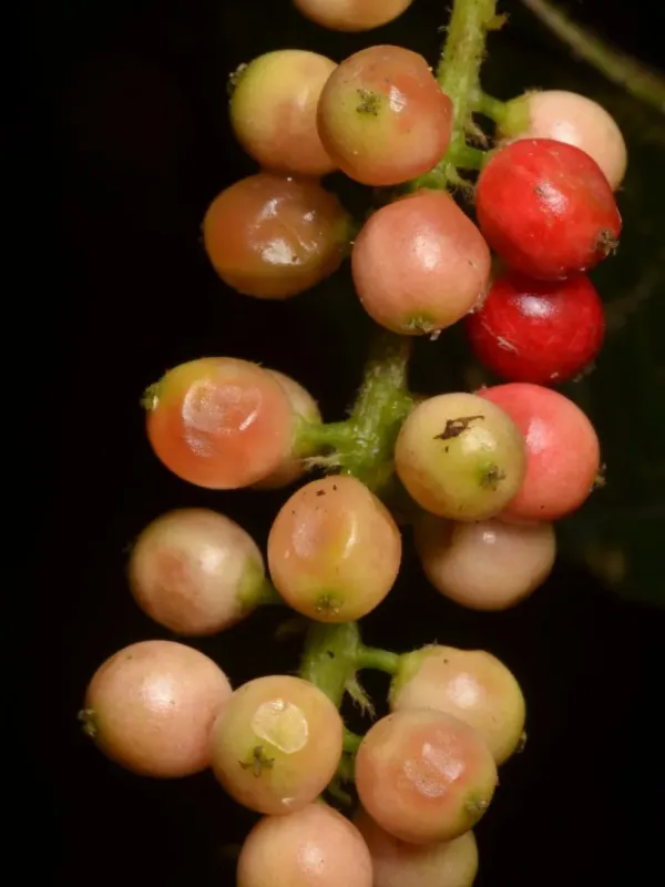 Antidesma laciniatum