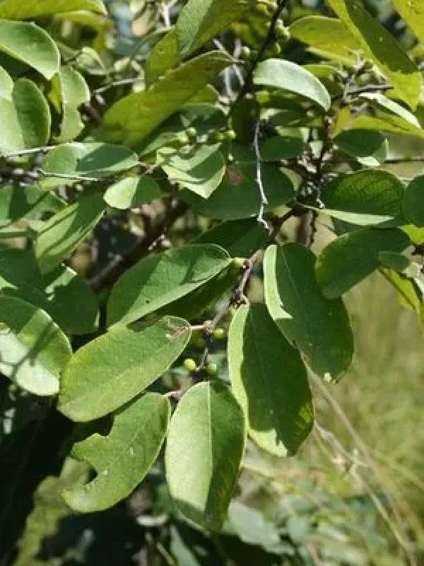 Bridelia ferruginea