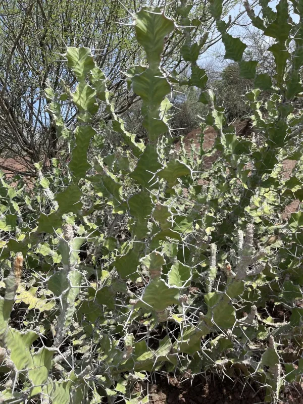 Short-jointed euphorbia