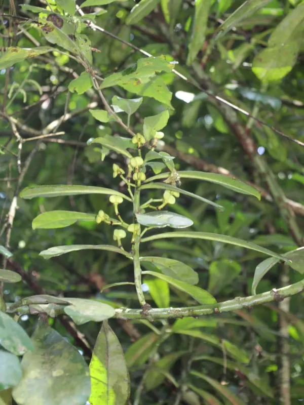 Euphorbia teke