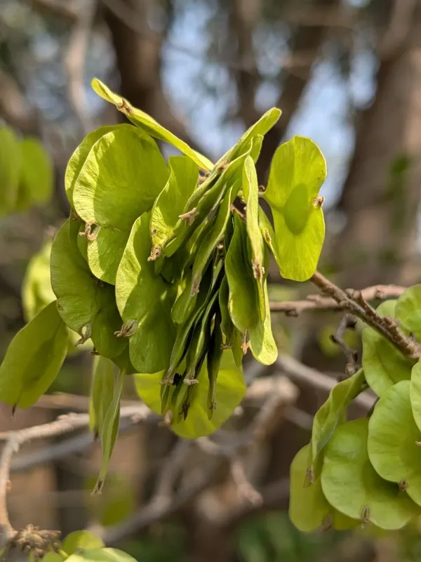 Holoptelea integrifolia