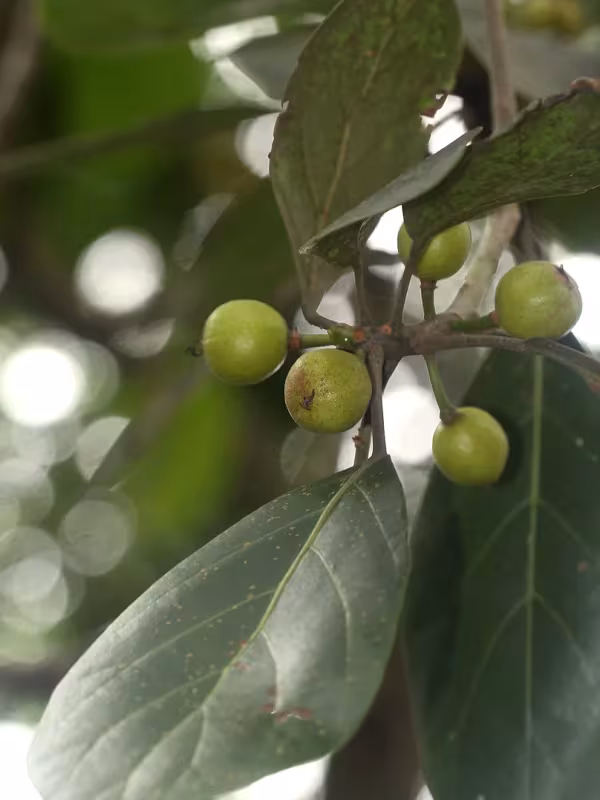 Uapaca sansibarica