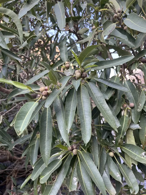 Willow-leaved fig
