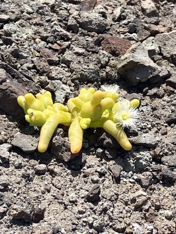 Mesembryanthemum theurkauffii