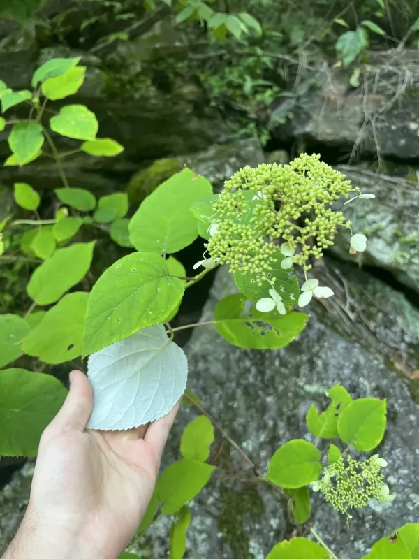 Гортензия лучистая