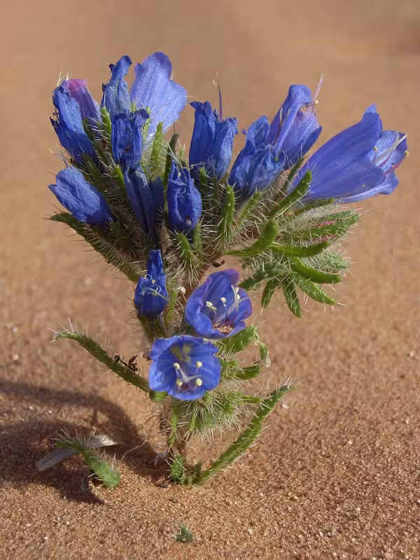 Echium trygorrhizum