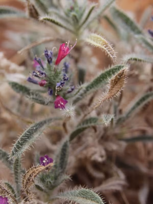 Echium pycnanthum