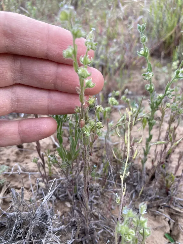 Lappula marginata