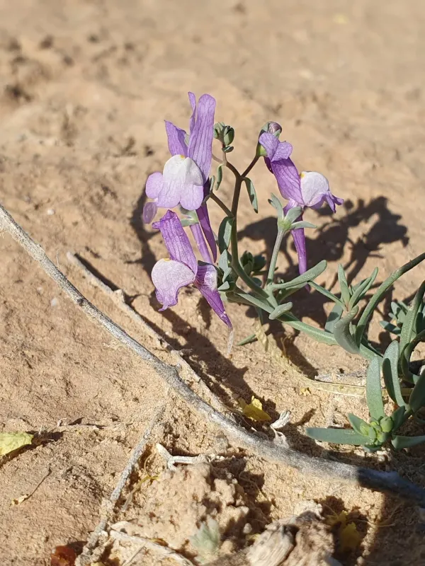 Loose-flowered toadflax