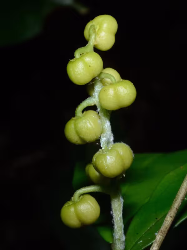 Thecacoris lucida