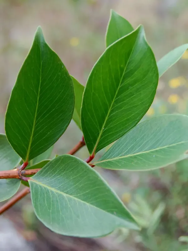 Garcinia buchananii