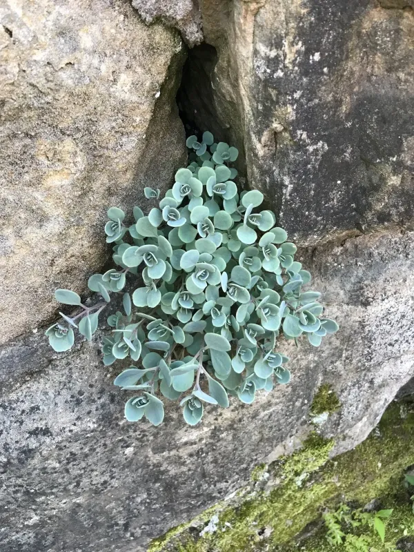 Cauticola stonecrop