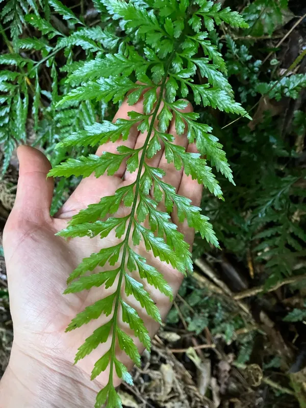 Shining spleenwort