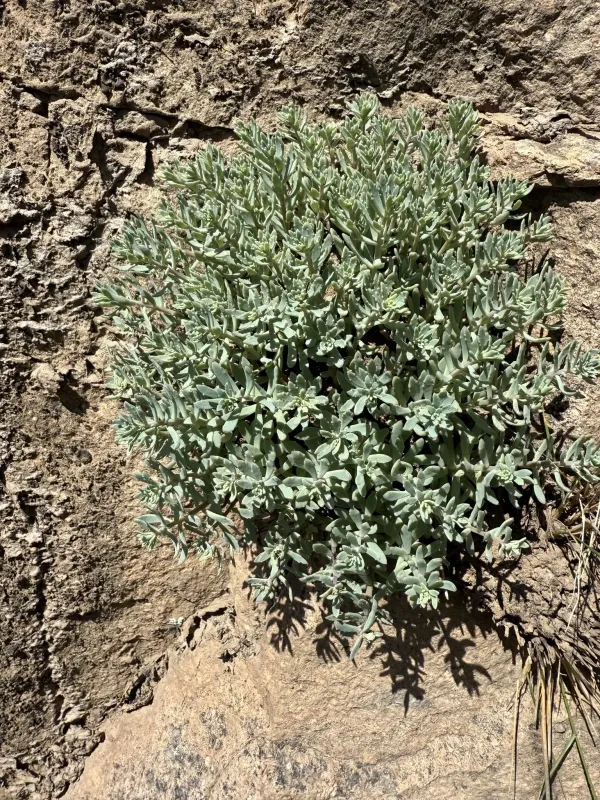 Tatarinow's stonecrop