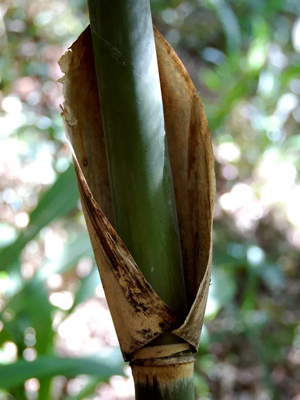 Oreobambos buchwaldii