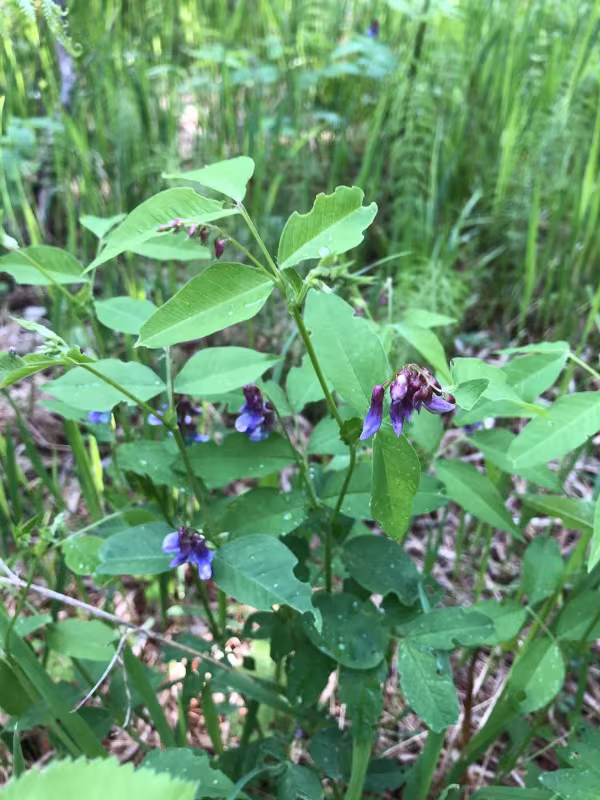 Vicia ramuliflora