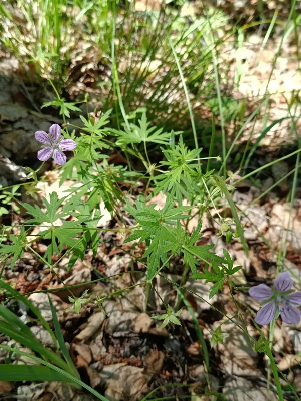Dahurian cranesbill
