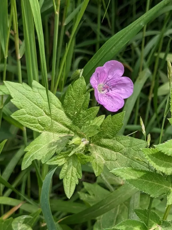 Geranium maximowiczii