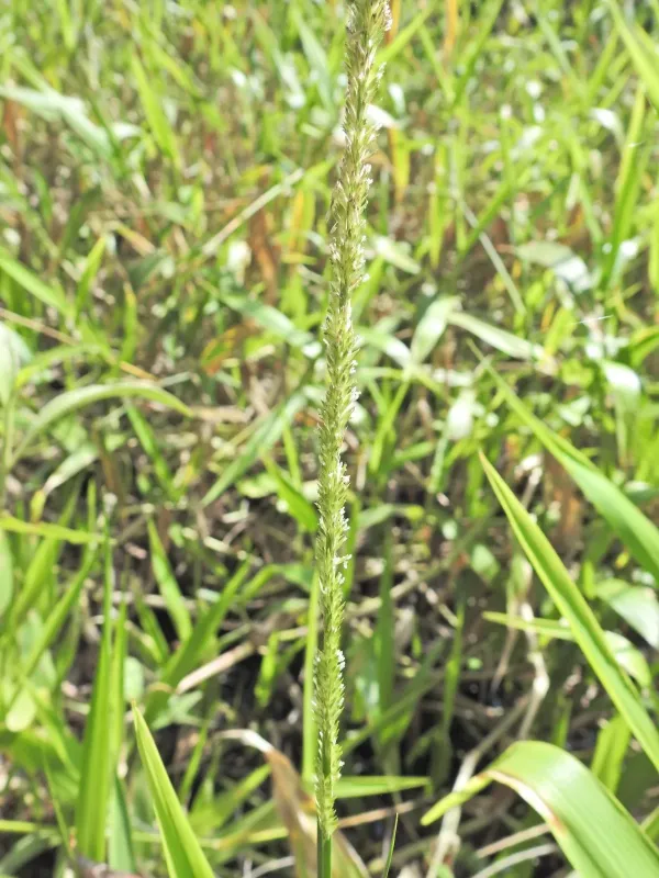Hymenachne pseudointerrupta