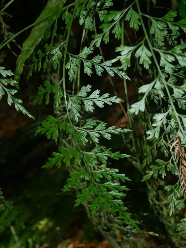 Asplenium wilfordii