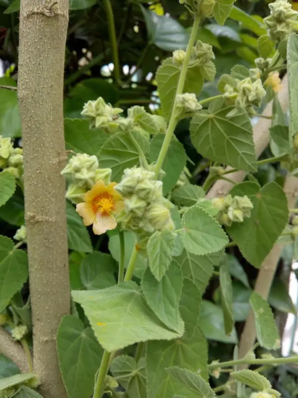 Sida aggregata