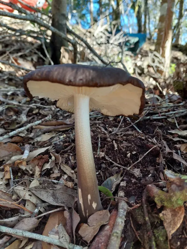 Hymenopellis raphanipes