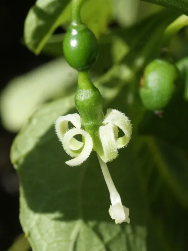 Cayaponia americana