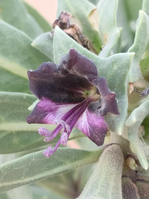 Egyptian henbane