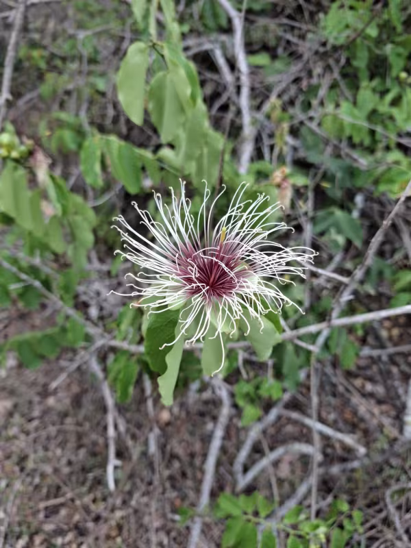 Morisonia hastata