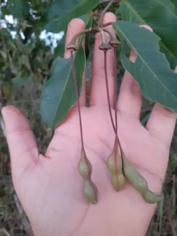 Capparis coccolobifolia