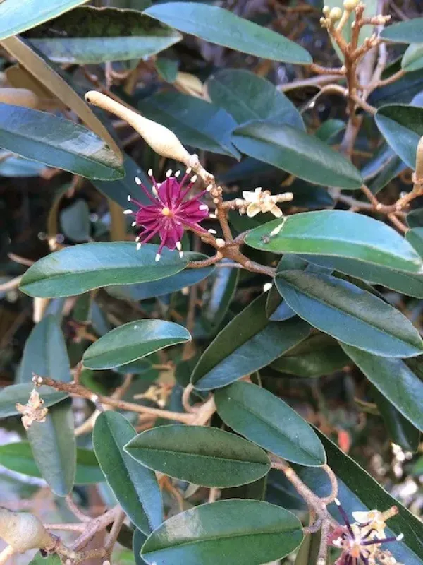 Indian caper