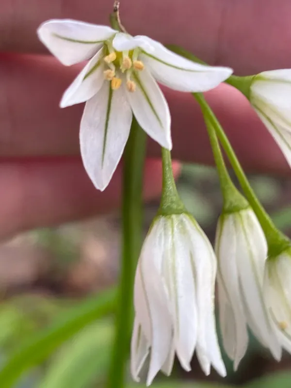 Three-cornered leek