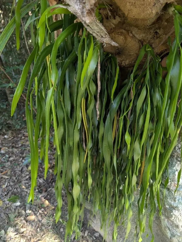Ophioglossum pendulum