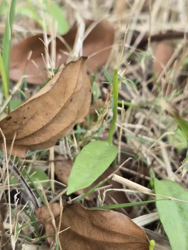 Ophioglossum thermale