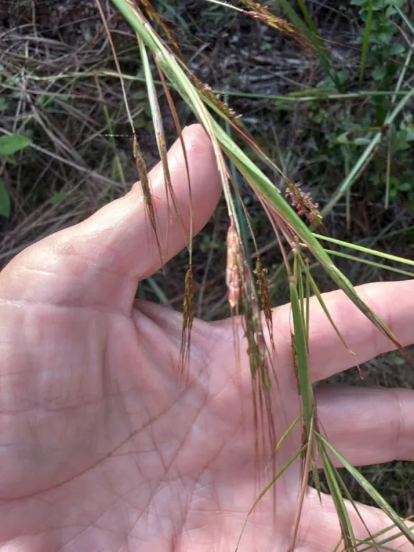 Hyparrhenia rufa