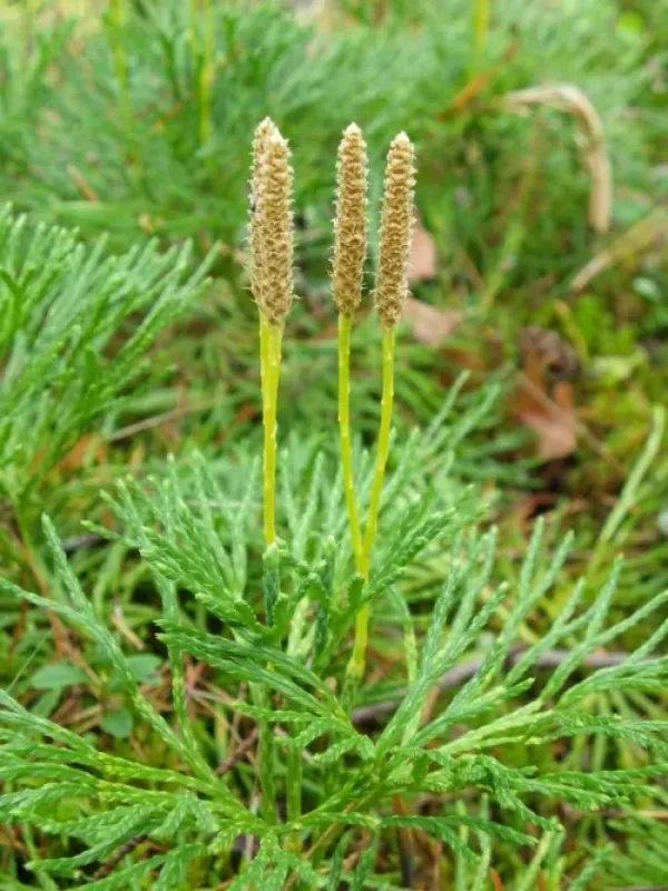 Ground cedar
