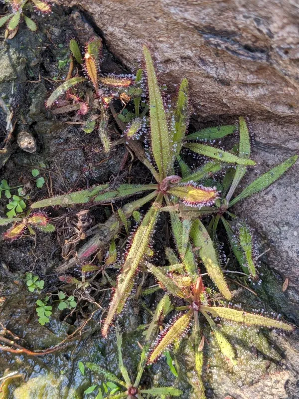Drosera adelae