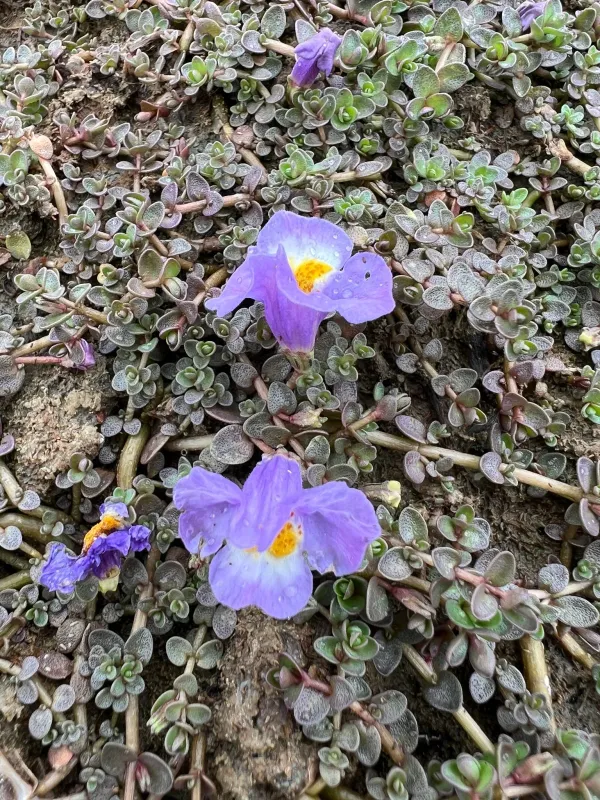Thyridia repens