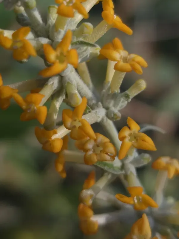 Buddleja polystachya
