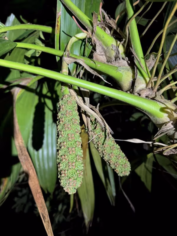 Asplundia rigida